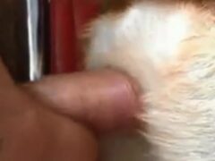 Man makes first video fucking female dog