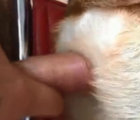 Man Fucks Female Animals Porn - Man makes first video fucking female dog - Zoo Porn