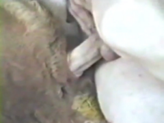 Naughty man makes video on the phone fucking goat