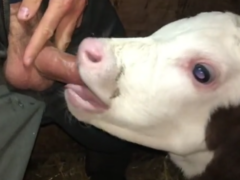 Perverted farmer giving cumshot to the cow