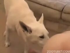 Watch porn with gays and dogs having anal sex