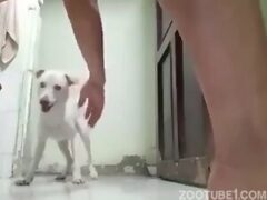 Man addicted to zoophilia fucks small white dog