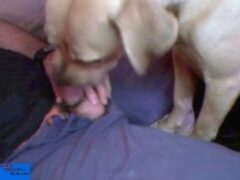 Cameras show naughty young man getting a blowjob from the dog