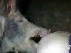 See real gay video fucking with giant pig