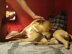 Shy young man getting first dog blowjob