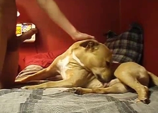 Dog Fuck Virgin - Young virgin gets first oral and it was from the dog - Zoo Porn