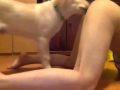 Labrador puppy licking pussy