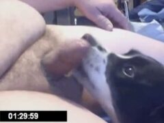 Little dog sucking the naughty fat owner