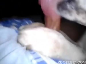 My big dog likes to give me oral Zoo Porn 