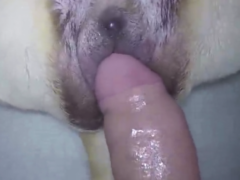 Slowly fucking a dog’s ass and pussy