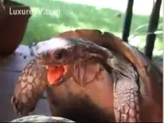 Turtle fucking porn