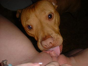 Beautiful dogs taking turns to lick the naughty teen
