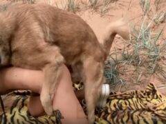 Blonde loves fucking in the backyard with her dog all day long