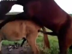 Gay horse enjoys anal with breeding stallion