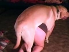 Horny dog likes his owner’s huge ass