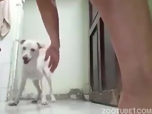 300px x 225px - Little white female dog likes human penis - Zoo Porn