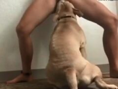 Medium-sized dog likes to fuck this busty woman