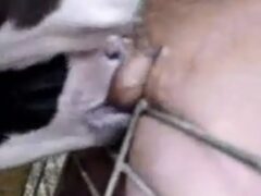 Two young cows sucking the fat man’s big cock